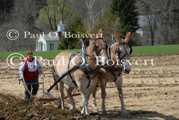 Billings Farm-Plowing Match 65-03-00047