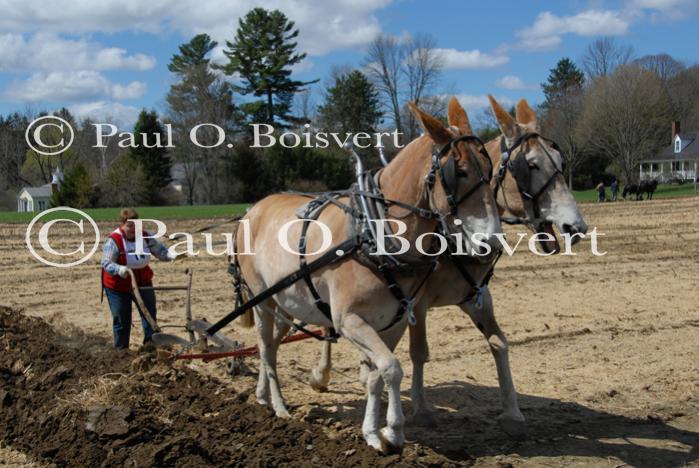 Billings Farm-Plowing Match 65-03-00048