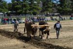 Billings Farm-Plowing Match 65-03-00049