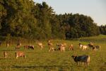 Farm-Shelburne Farms 30-25-02064