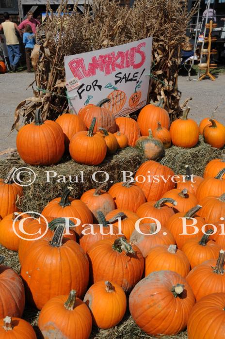 Farm-Shelburne Farms 30-25-02077