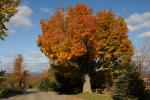 Scenery-Fall 70-05-14378