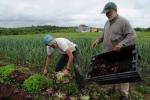 Farm-Garden 30-15-02301