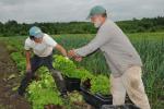 Farm-Garden 30-15-02308