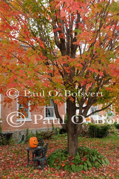 Scenery-Fall 70-05-14459