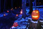 Holiday-Halloween 50-15-00220