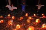 Holiday-Halloween 50-15-00240