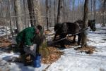 Maple Sugaring 30-20-11812