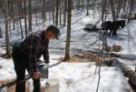 Maple Sugaring 30-20-11813