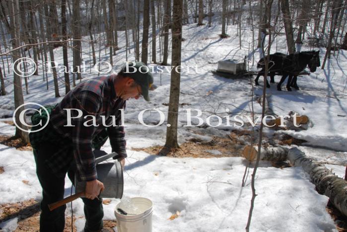 Maple Sugaring 30-20-11813