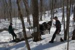 Maple Sugaring 30-20-11814