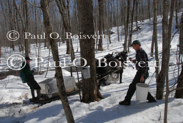 Maple Sugaring 30-20-11814