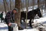 Maple Sugaring 30-20-11815