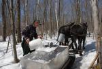 Maple Sugaring 30-20-11816