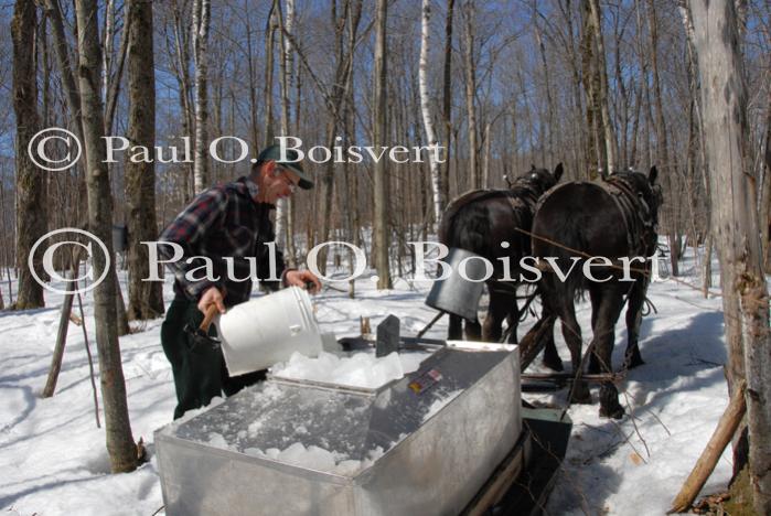 Maple Sugaring 30-20-11816