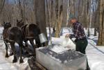 Maple Sugaring 30-20-11817