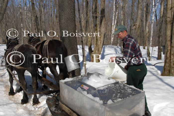 Maple Sugaring 30-20-11817