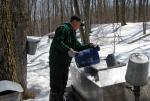 Maple Sugaring 30-20-11818