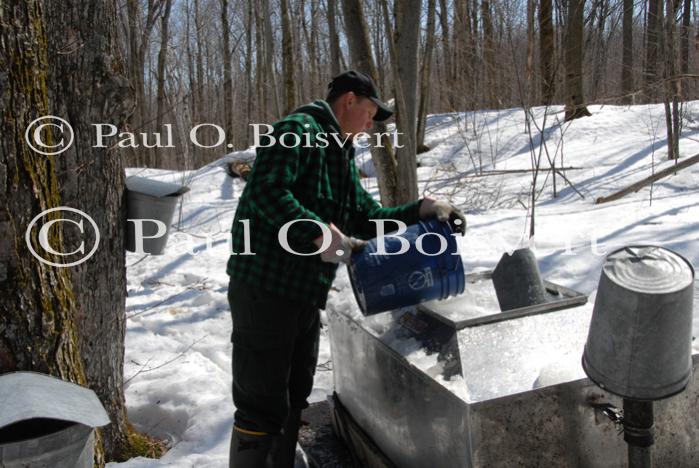 Maple Sugaring 30-20-11818