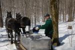 Maple Sugaring 30-20-11819