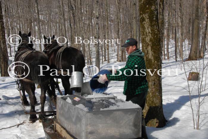 Maple Sugaring 30-20-11819