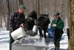 Maple Sugaring 30-20-11820