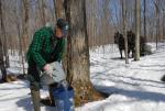 Maple Sugaring 30-20-11821