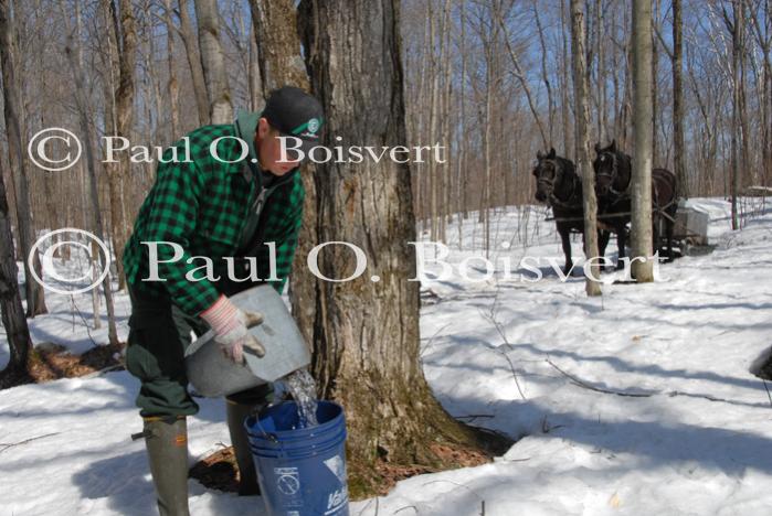 Maple Sugaring 30-20-11821