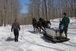 Maple Sugaring 30-20-11823