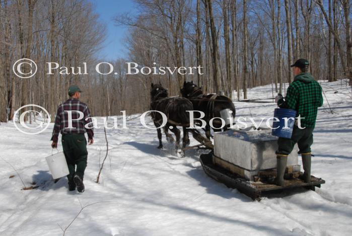 Maple Sugaring 30-20-11823