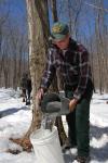 Maple Sugaring 30-20-11824