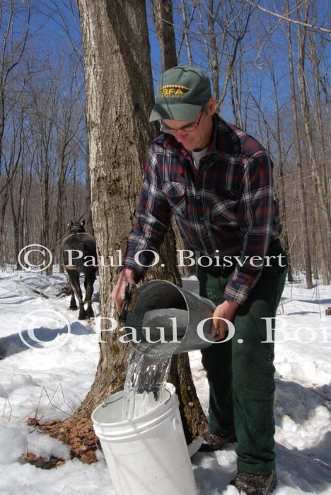 Maple Sugaring 30-20-11824