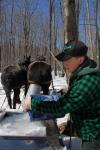 Maple Sugaring 30-20-11825