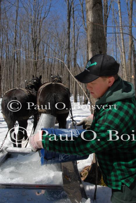 Maple Sugaring 30-20-11825