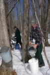 Maple Sugaring 30-20-11826