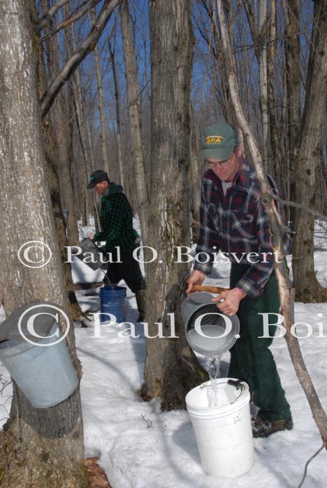 Maple Sugaring 30-20-11826