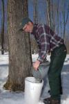 Maple Sugaring 30-20-11827