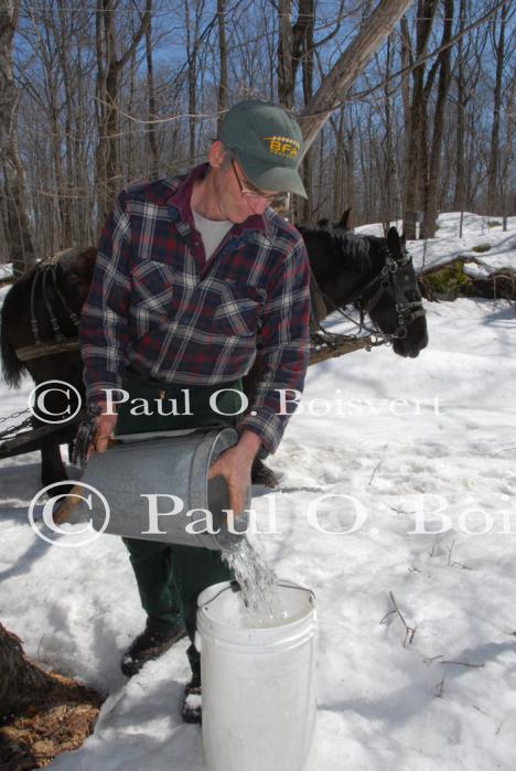 Maple Sugaring 30-20-11828