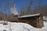 Maple Sugaring 30-20-11832