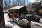 Maple Sugaring 30-20-11836