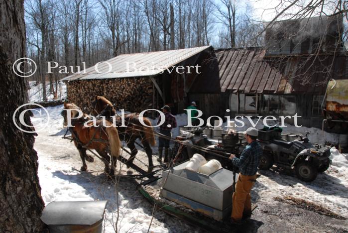 Maple Sugaring 30-20-11836