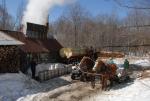 Maple Sugaring 30-20-11837