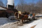 Maple Sugaring 30-20-11838