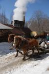 Maple Sugaring 30-20-11839