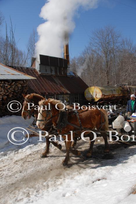 Maple Sugaring 30-20-11839