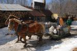 Maple Sugaring 30-20-11840