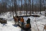 Maple Sugaring 30-20-11841