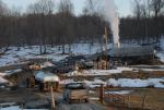 Maple Sugaring 30-20-11850