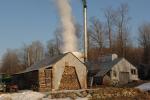 Maple Sugaring 30-20-11869