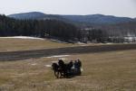 Maple Sugaring 30-20-11895